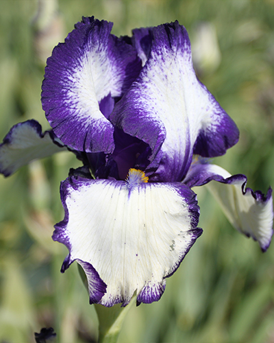 IRIS GERMANICA LOOP THE LOOP - 25 ks